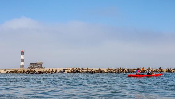 Pelican Point: Kayak with Seals Experience