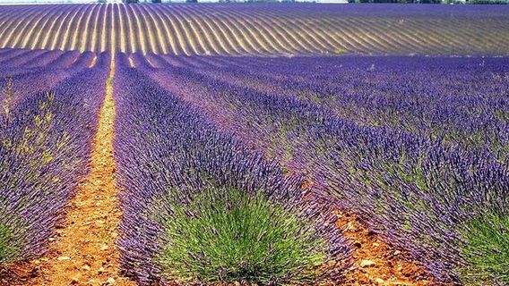 Valensole