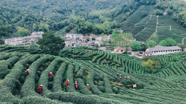 杭州日遊：西湖、靈隱寺、雷峰塔、龍井泉