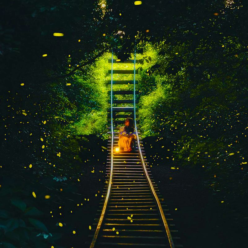 沙巴亞庇Weston紅樹林半日遊 海龜苑孟河螢河螢火蟲一日遊