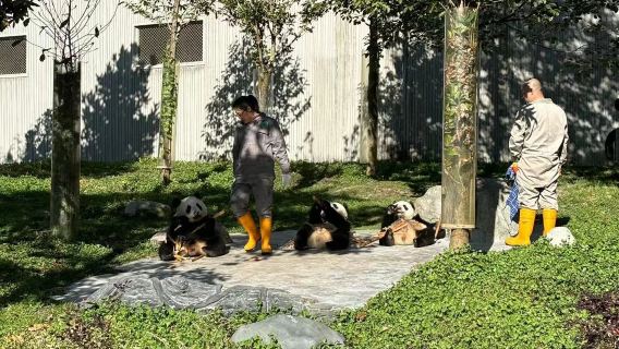 2-8人團｜臥龍中華大熊貓苑神樹坪基地一日遊｜可選熊貓義工