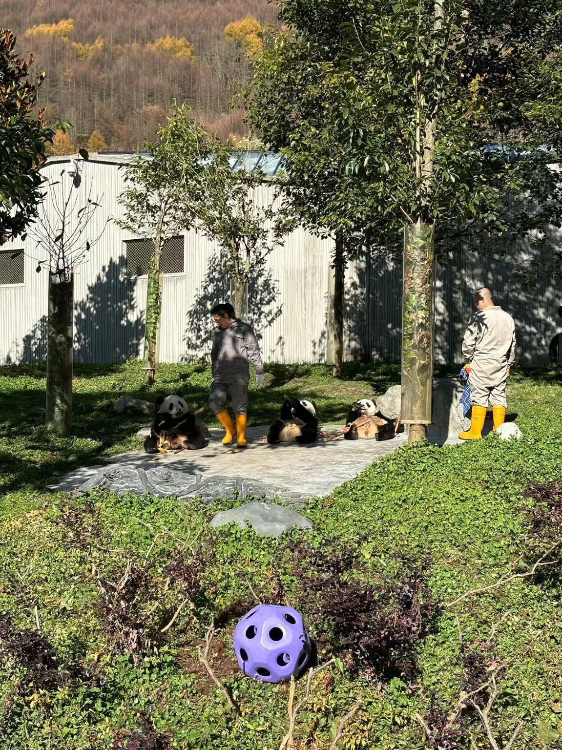 拼車8人團｜臥龍中華大熊貓+都江堰+南橋夜景一日遊◆門票全包