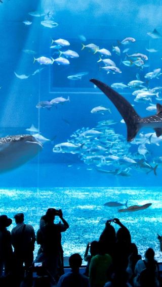 沖繩美麗海水族館+部瀨名海中公園+萬座毛一日遊：私人訂製包車