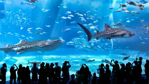 日本沖繩北部一日遊：萬座毛＋古宇利島＋美麗海水族館＋美國村