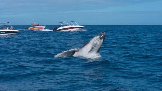 เรือ สปีดโบ๊ท โลมา/วาฬที่มอริเชียส + ถ่ายภาพใต้น้ำตามอัธยาศัย