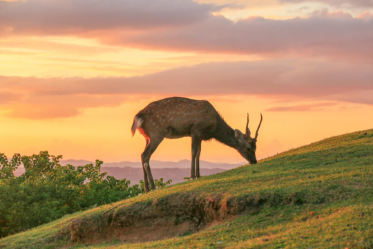 One-day tour to Nara Park in Uji City, Japan