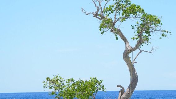 SiquijorTours