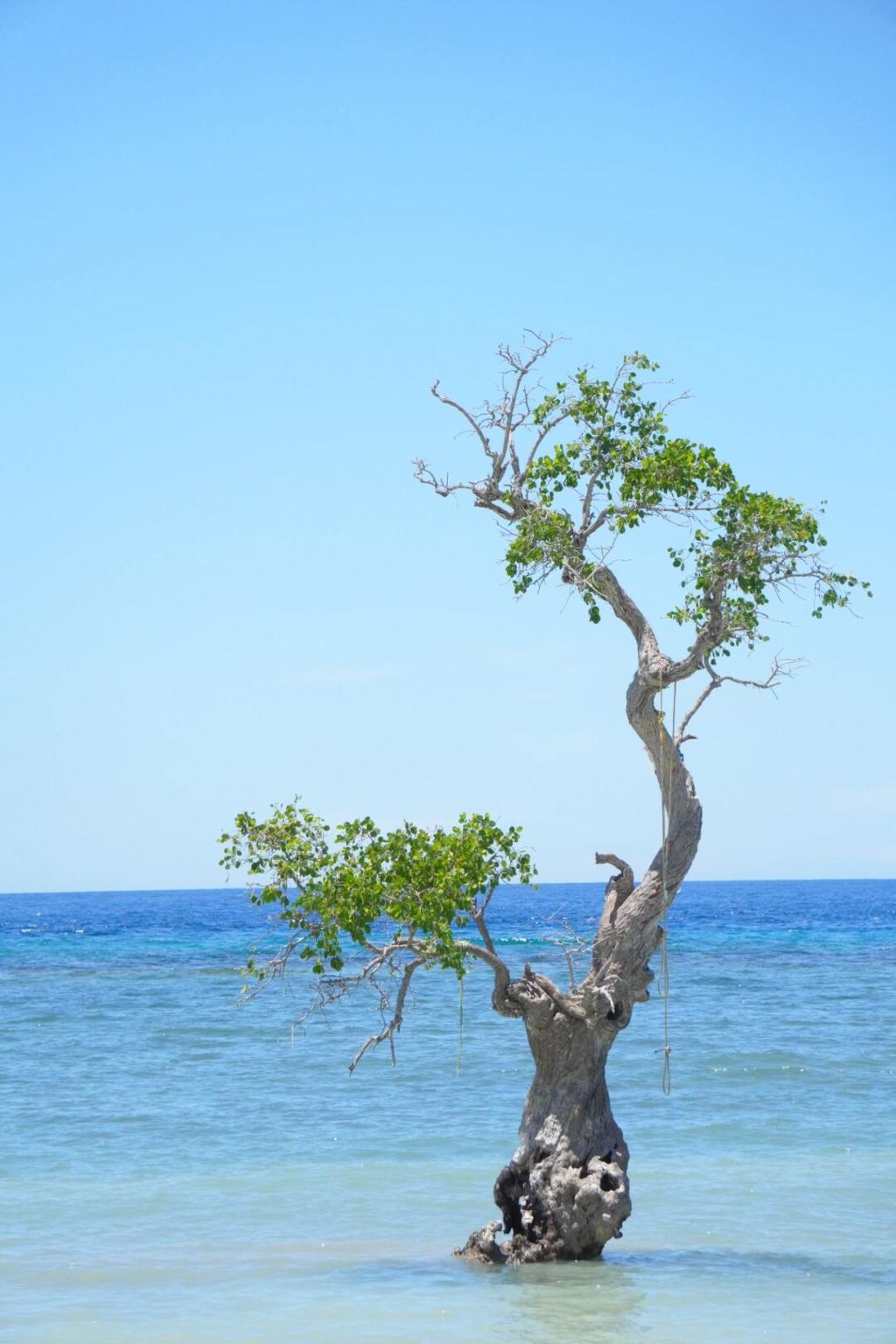 Tour alrededor de la isla de Siquijor [Salto en lianas + Plataforma de salto en el mar de gelatina + Árbol en el mar + Snorkel para ver el fondo marino]