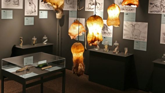 Phallological Museum: Entry Ticket