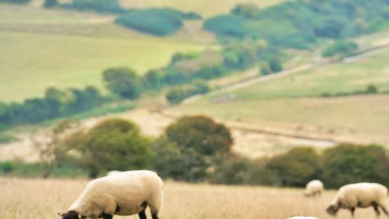 英國多佛白崖+格林威治一日遊【BBC紀錄片質感】