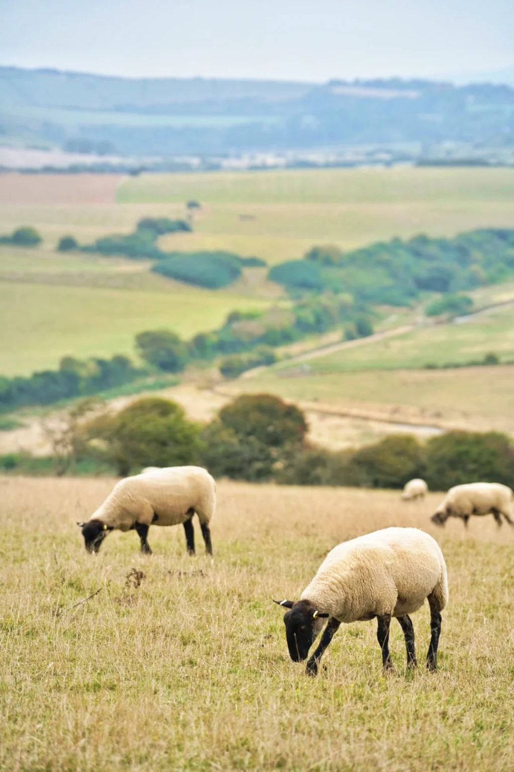 英國多佛爾白崖+格林威治一日遊【BBC紀錄片質感】