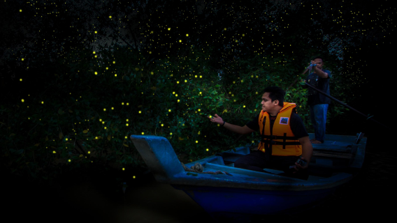 ทัวร์หิ่งห้อย ฟ้าใส & กัวลา เซลังงอร์ จาก กัวลาลัมเปอร์ (ทัวร์รวม)