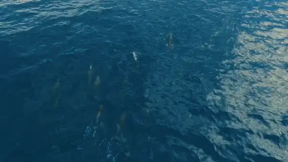 Bohol Panglao Island Hopping Tour