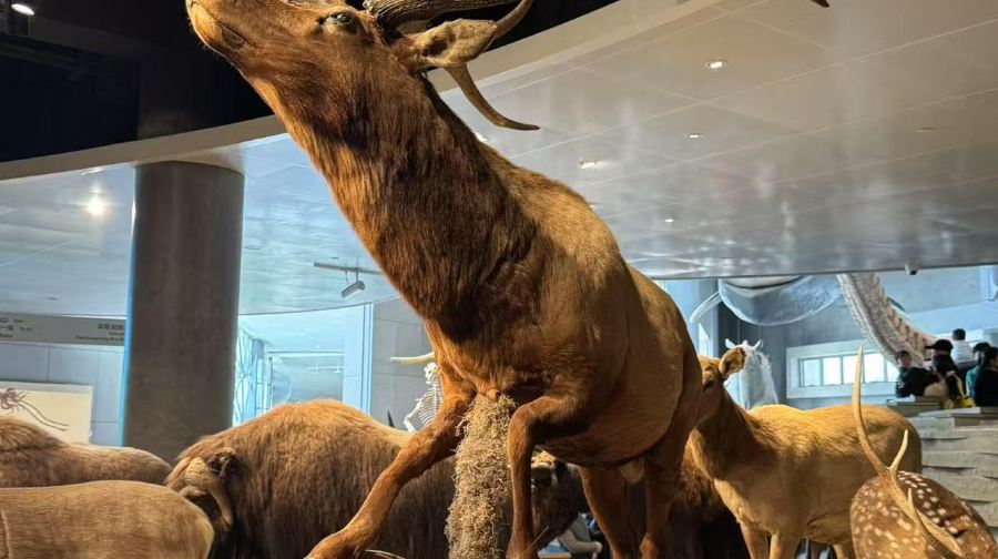 上海自然博物館+上海博物館東館1日遊 生命史詩+文明摺疊