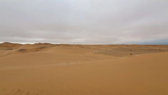 Swakopmund: Little Five Desert Wildlife Quad Biking Tour