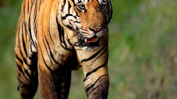 Reserva de Tigres de Sariska: Traslado para safari en la jungla Gypsy y Canter