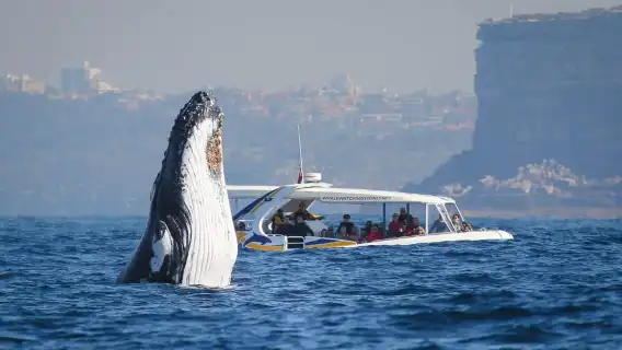 Sydney: 2.5 hour Adventure Whale Watching Cruise