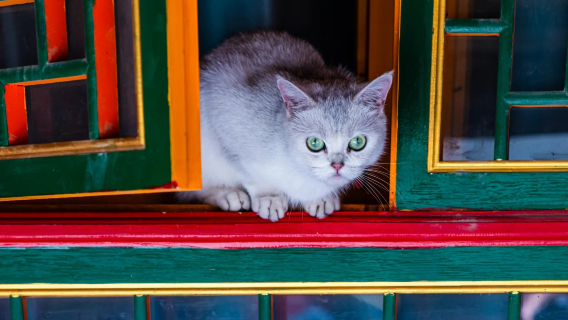 Family private self-guided tour: 1-day tour to Qinghai Lake + Kumbum Monastery + Riyue Mountains (Sun and Moon Mountains) + Laji Mountain