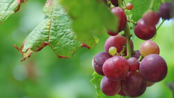มาเดรา: ไวน์และทาปาส การผจญภัยด้วยรถจี๊ป Cabo Girão Skywalk 4x4
