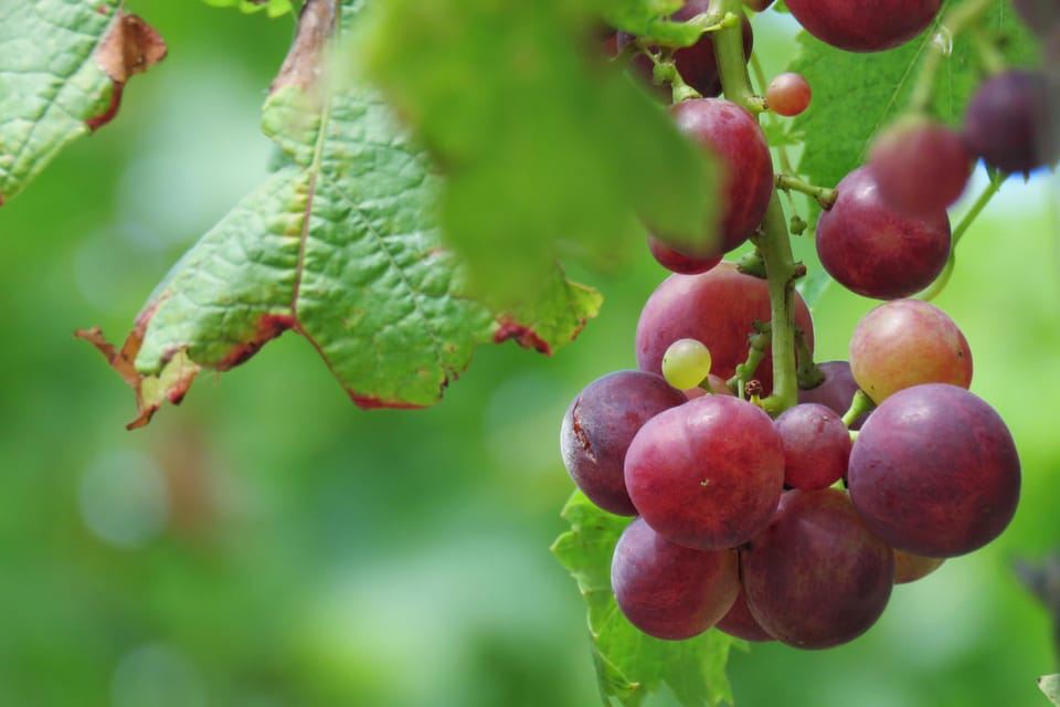 Madeira: Wine & Tapas, Cabo Girão Skywalk 4x4 Jeep Adventure