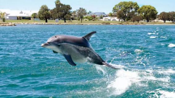 Путешествие в синих, зеленых и золотых тонах: однодневный тур в Хуалянь с наблюдением за китами и дельфинами, посещением озера Юньшаньшуй и рыбной фермы Личуань.