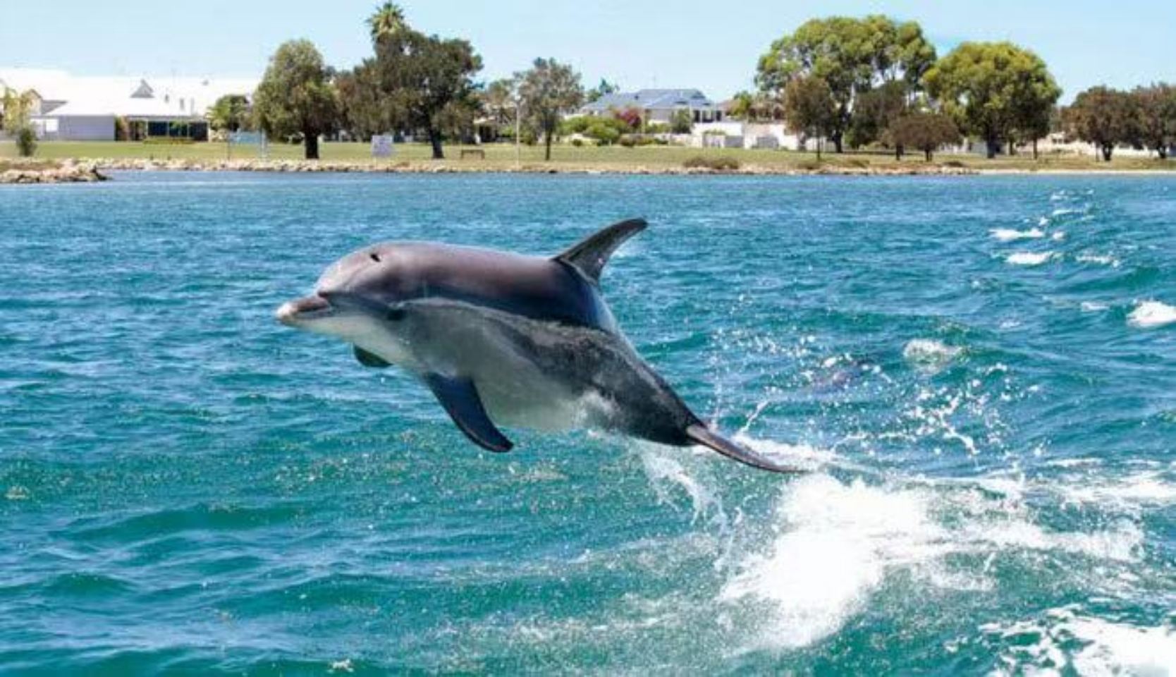 ทริปสีฟ้า เขียว และทอง~ทัวร์ 1 วันชมโลมาและวาฬที่ฮวาเหลียน + ทะเลสาบในฝันหยุนซานสุ่ย + ฟาร์มปลาลิชวน