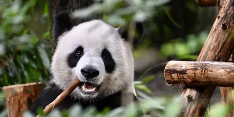 成都熊貓公園及樂山大佛一日巴士遊(含門票)由 CITS × ZANBUS 提供