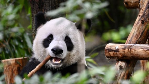 Chengdu Panda Park and Leshan Giant Buddha Daily Bus Tour with Tickets by CITS X ZANBUS