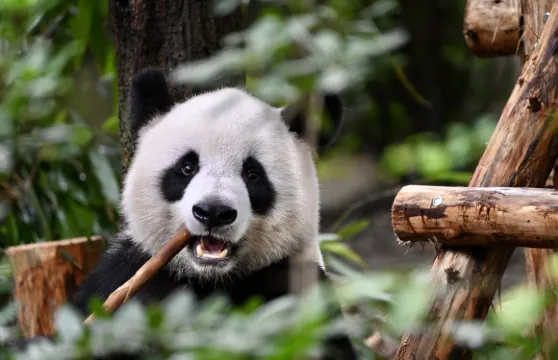 成都熊貓公園及樂山大佛一日巴士遊（含門票）由 CITS × ZANBUS 提供
