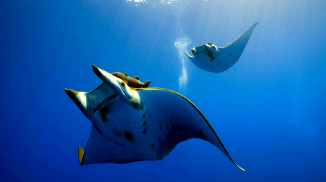 [峇裡島出發] 佩妮達島 3次浮潛+船票+俱樂部午餐+包車