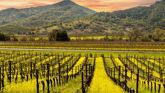 美國舊金山周邊Napa酒莊一日遊 10H用車