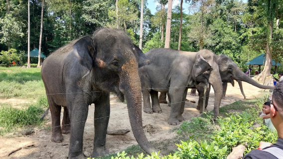 From Kuala Lumpur: Batu Caves & Elephant Sanctuary Kuala Gandah (Shared Tour)