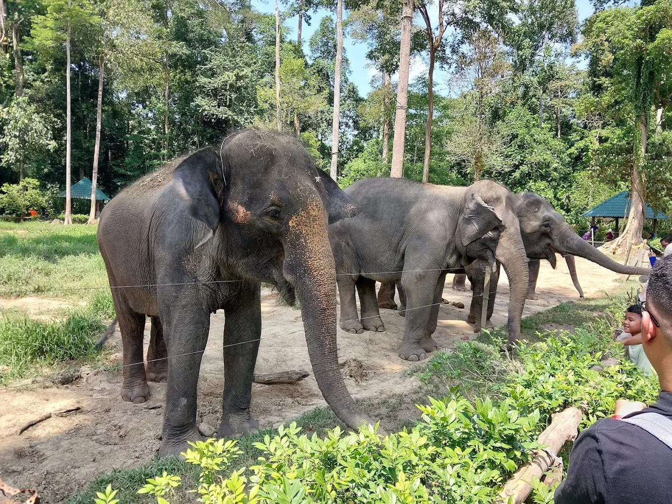 Từ Kuala Lumpur: Batu Caves & Khu Bảo Tồn Voi Kuala Gandah (Tour Chia Sẻ)