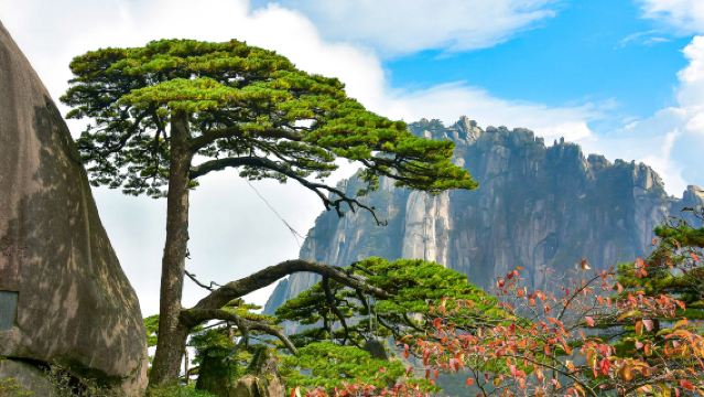 Classic 1-day Tour of Huangshan Scenic Area (Join-in Tour/Private Guided Tour in Chinese & English)