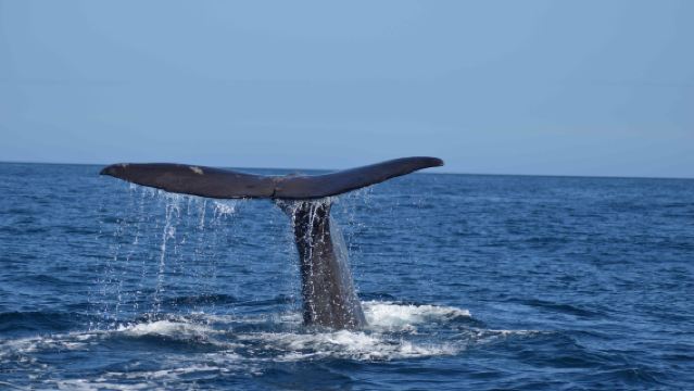 紐西蘭凱庫拉觀鯨遊船一日遊【觀鯨/海釣可自由選擇+每天發團】