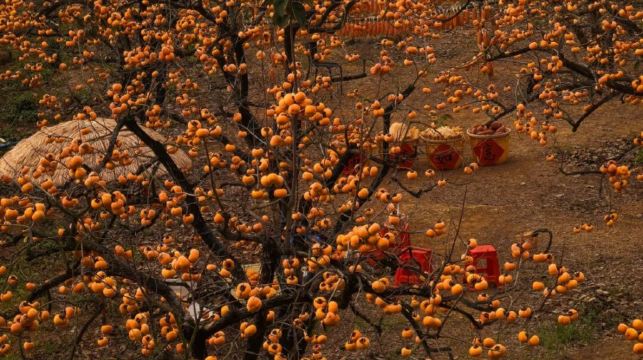 恭城柿子園（泗安村）+紅岩村一日遊（獨立成團+中文司機）
