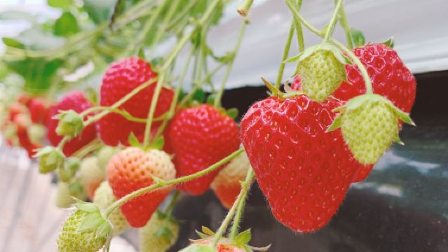 MIGAKI FARM, Miyagi [Pakej premium memetik selama 45 minit/Pakej standard menikmati tanpa had selama 30 minit boleh dipilih~]