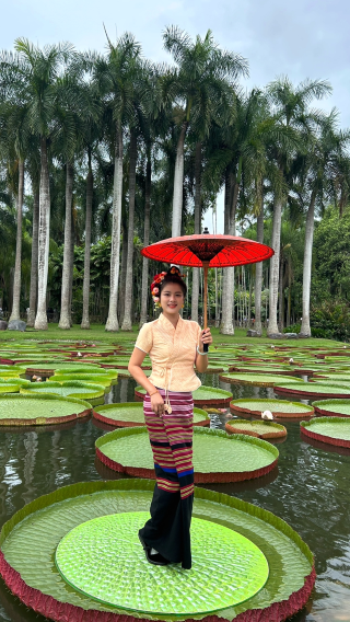 ทัวร์เหมาลำหนึ่งวันชมโซนตะวันตกของสวนพฤกษศาสตร์ซีซวงปันนา (สถาบันวิทยาศาสตร์แห่งประเทศจีน) และสวนชนเผ่าไท | เที่ยวชมสถานที่ต่างๆ และชมดอกบัวยักษ์วิคตอเรีย อเมซอนนิกา (Victoria amazonica)
