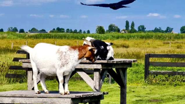 Lawatan sehari sewaan peribadi sekitar Amsterdam [Pemandu berbahasa Cina + Itinerari fleksibel + Pengangkutan dari hotel]