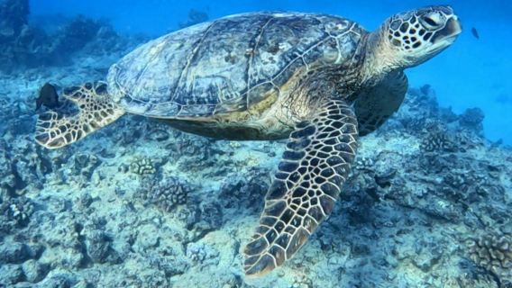 初心者向けディスカバースキューバダイビング