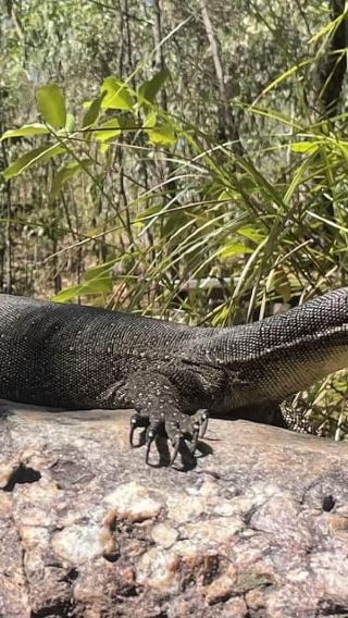 From Darwin: Litchfield National Park & Waterfalls Day Trip