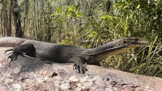 ダーウィン発: リッチフィールド国立公園と滝めぐり日帰りツアー