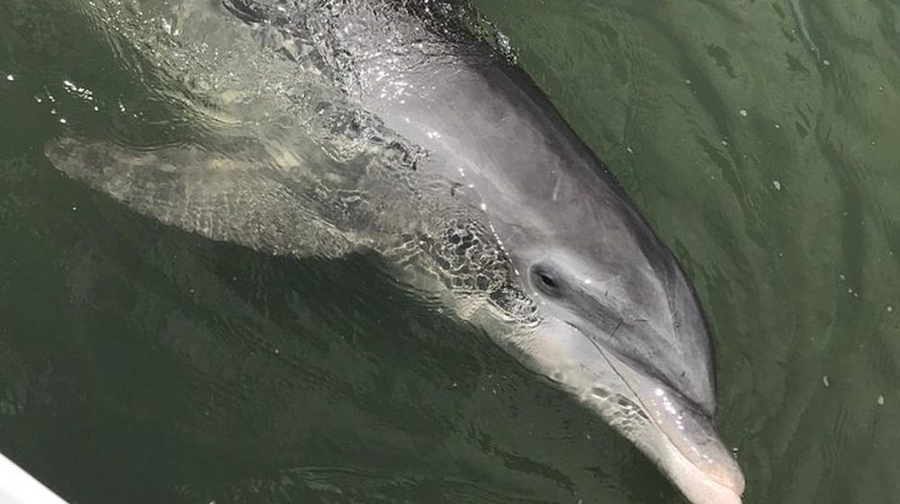 Dolphin tour Hilton Head Island SC