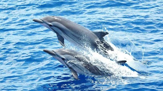 HurghadaExperiences