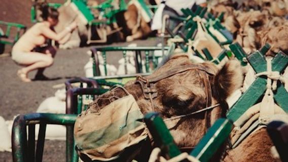Passeggiata in cammello tra le dune di Maspalomas