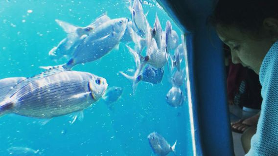 Cap Norfeu: gita di 2 ore in barca con fondo di vetro da Roses o Santa Margarita