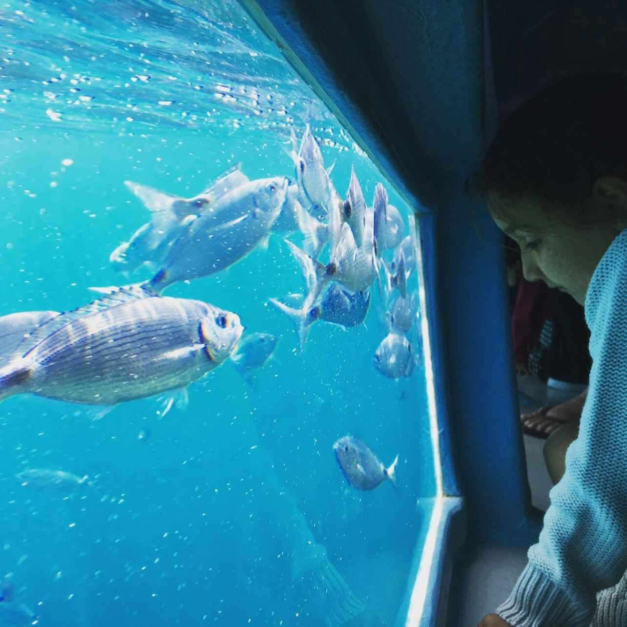 キャップ・ノルフェ：ローズまたはサンタ・マルガリータ発の2時間グラスボトムボートツアー