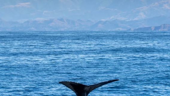 Tour di osservazione delle balene a Kaikoura, Isola del Sud, Nuova Zelanda