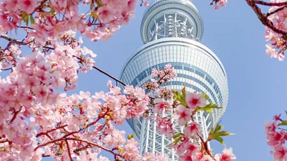 東京日遊