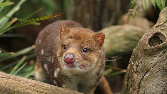 Bonorong Wildlife Sanctuary: Entry Ticket